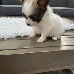 Papillon Puppies from Deanna's Papillons