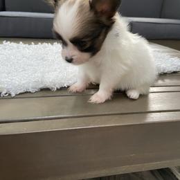 Papillon Puppies from Deanna's Papillons