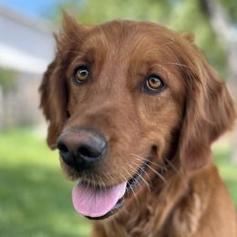 Golden Retrievers from Royal Red Retrievers