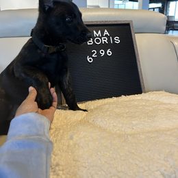 Dutch Shepherd Puppies from TecK9s