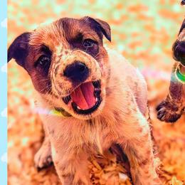 Linus - Red mottled male Australian Cattle Dog puppy in Fife Lake, Michigan from Kurczak Farm LLC