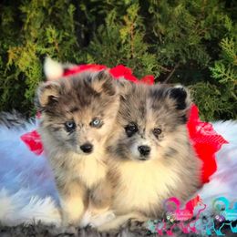 Pomsky Puppies from Under The Sea Pomskies