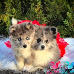 Pomsky Puppies from Under The Sea Pomskies