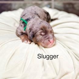 Slugger - Blue merle male Bernedoodle puppy in Pasco, Washington from Camp Doodle Woods