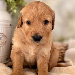 Harvest - Dark golden female Golden Retriever puppy in San Bernardino, California from Thegoldendreams1