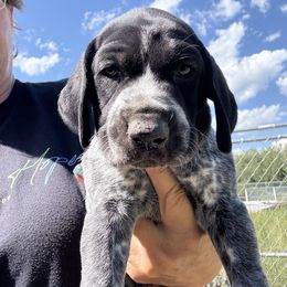 German Shorthaired Pointer puppies from Idaho Hunting Dogs
