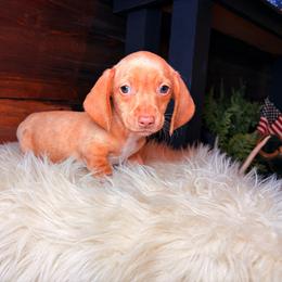 Lumi - Cream female Dachshund puppy in Washburn, Tennessee from Clinch Mountain Dachshunds