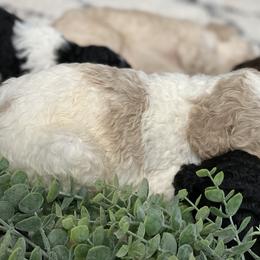Poodle Puppies from Home of Doodles