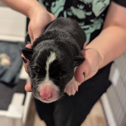 Mr. Gibbs - Black and white male Border Collie puppy in Linton, Indiana from Kraken Border Collies