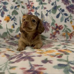 Leslie AKC - Cream female Dachshund puppy in Magnolia, Texas from J&R Macias Dachshunds