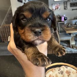 Mater - Black and tan male Cavalier King Charles Spaniel puppy in Oakley, California from Caloobanan Cavaliers