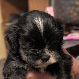 Jasmine - Brown female Lhasa Apso puppy in Fort Worth, Texas from Cynthia's Lhasa Apsos