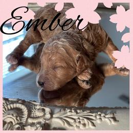 Ember - Red  female Poodle puppy in Dayton, Texas from Wolfe Island Poodles
