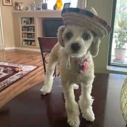 Chinese Crested All Grown Up from Pinky's Pups; Chinese Crested's Love + U