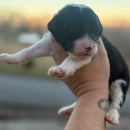 Donner - Black and white male Sheepadoodle puppy in Greeneville, Tennessee from Smokey Mountain Sheepadoodles