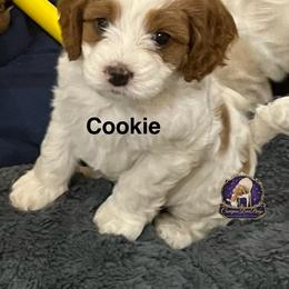 Cookie - Apricot female Cavapoo puppy in Ridgeville, South Carolina from Cavapoo Love Bugs