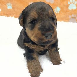 Harvey - Black and tan male Welsh Terrier puppy in West Plains, Missouri from Sycamore Ridge Puppies