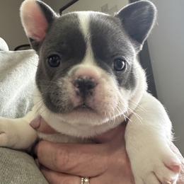 Girl 1 - White and black female French Bulldog puppy in Norwalk, Ohio from The Frenchie Ravine Connection LLC