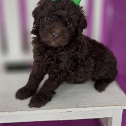 Willow - Chocolate female Goldendoodle puppy in Decatur, Tennessee from Diamond's Doodles