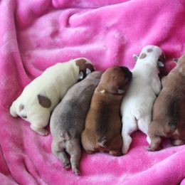 French Bulldog Puppies from The three little frenchies