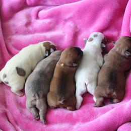 French Bulldog Puppies from The three little frenchies