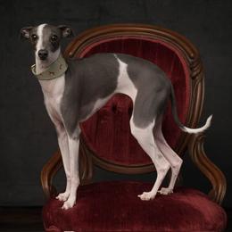 Italian Greyhound All Grown Up from Quality Italian Greyhounds