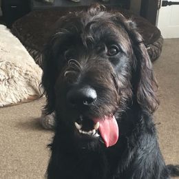 Roxy - Labradoodle