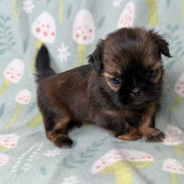 Fern - Red female Shih Tzu puppy in Alice, Texas from Altas Palmas Shih Tzu