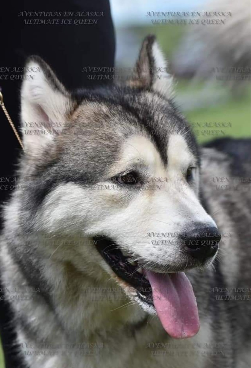 Zia - Gray and white female Alaskan Malamute puppy in Reddick, Florida from SouthernStar Kennels