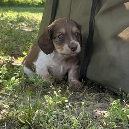 Dachshund Puppies from Monroe’s Hillcrest Dachshunds