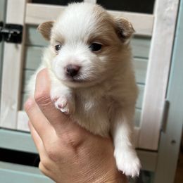 Lemon - Cream female Pomeranian puppy in Waller (Northwest Of Houston), Texas from Blue Cottage Pomeranians