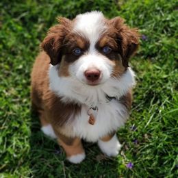 Miniature Australian Shepherd Puppies from Liberty Luck Mini Aussies