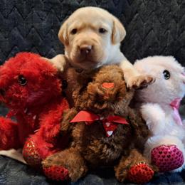 Cupid - Yellow male Labrador Retriever puppy in Bemidji, Minnesota from Northern Star Elite Quality Labrador Retrievers