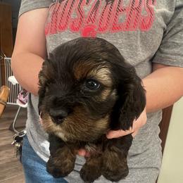 Bruno - Black and tan male Cockapoo puppy in Wellington, Kansas from Brian’s Puppies