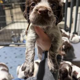 Goldie - Liver white and roan female English Springer Spaniel puppy in Ogilvie, Minnesota from V.V. Berg Kennels