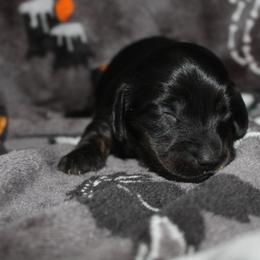 Domino - Black male Dachshund puppy in La Junta, Colorado from Royal King’s Mini Dachshunds