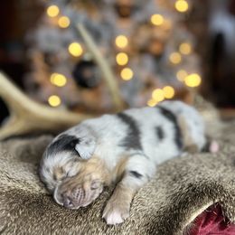 Miniature Australian Shepherd Puppies from Quartz Creek Aussies