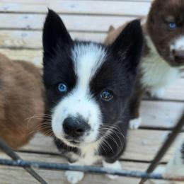 Erie - Black and white female Siberian Husky puppy in Addison, Michigan from Gray Run Siberian Huskies
