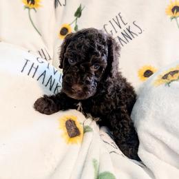 Snickers - Chocolate male Goldendoodle puppy in Surprise, Arizona from Gentle Paw Poodles and Doodles