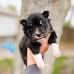 Nectar - Black and white male Pomsky puppy in Cleveland, Ohio from Lake Point Pomskies