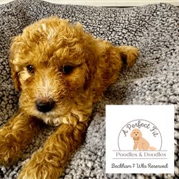 Beckham - Goldendoodle puppy from Perfect Fit Poodles & Doodles