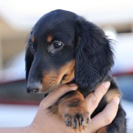 Green boy - Black and tan male Dachshund puppy in Lancaster, California from Avignon