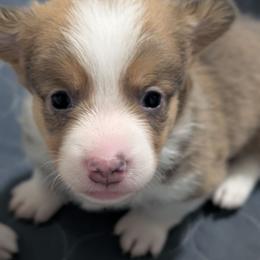 Bluie sable (dilute)boy - Sable and white male American Corgi puppy in Loretto, Kentucky from Duncan's Border Collies and Corgis