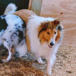 Collies from Quigley Farm Collies