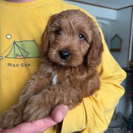 Gus - Red  male Goldendoodle puppy in Lowville, New York from Adirondack Goldendoodles