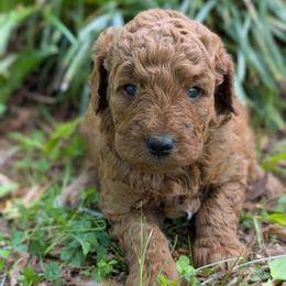 Green - Red  male Goldendoodle puppy in Midland, North Carolina from Alger Farm, LLC