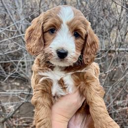 Black Female - Apricot female Goldendoodle puppy in Great Falls, Montana from Montana Goldendoodles