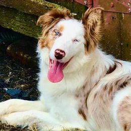 Border Collies from Sleepy Hollow Border Collies