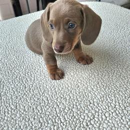 Moe - Fawn (Isabella) male Dachshund puppy in Sarasota County, Florida from Donna's Mini Joys
