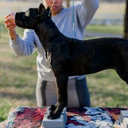 Cane Corso Puppies from Cane Corso Empire of Guardians